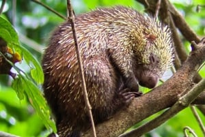 Manuel Antonio Nationalpark: Guidet tur og strandtid
