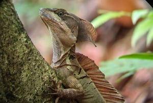 Manuel Antonio Nationalpark: Guidet tur og strandtid
