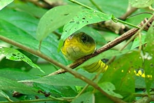 Manuel Antonio Nationalpark: Guidet tur og strandtid