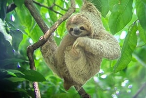 Manuel Antonio Nationalpark: Guidet tur og strandtid