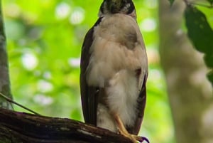 Manuel Antonio Nationalpark: Guidet tur og strandtid