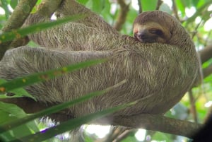 Manuel Antonio Nationalpark: Guidet tur og strandtid