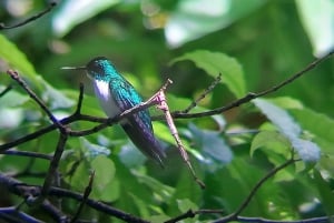 Manuel Antonio Nationalpark: Guidet tur og strandtid