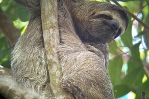 Manuel Antonio Nationalpark: Guidet tur og strandtid