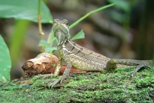 Manuel Antonio Nationalpark: Guidet tur og strandtid