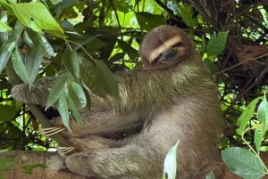 Manuel Antonio Nationalpark: Guidet tur og strandtid