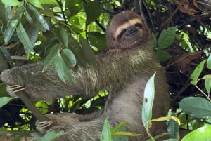 Manuel Antonio Nationalpark: Guidet tur og strandtid