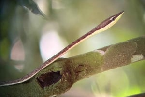 Manuel Antonio Nationalpark: Guidet tur og strandtid