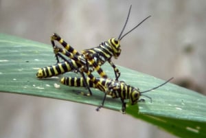 Manuel Antonio Nationalpark: Guidet tur og strandtid