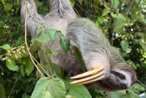 Manuel Antonio Nationalpark: Guidet tur og strandtid