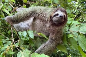 Manuel Antonio Nationalpark: Guidet tur og strandtid