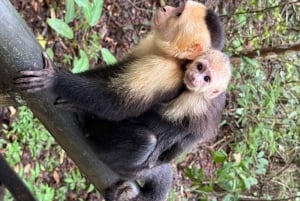 Manuel Antonio Nationalpark: Guidet tur og strandtid