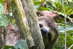 Manuel Antonio Nationalpark: Guidet tur og strandtid