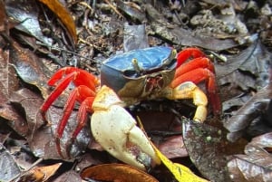Manuel Antonio Nationalpark: Guidet tur og strandtid
