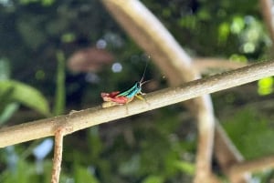 Manuel Antonio Nationalpark: Guidet tur og strandtid