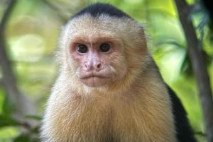 Manuel Antonio Nationalpark: Guidet tur og strandtid