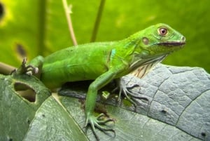 Manuel Antonio Nationalpark: Guidet tur og strandtid