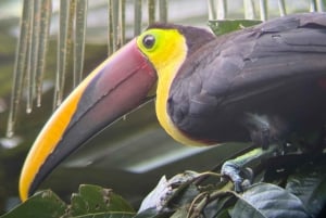 Manuel Antonio Nationalpark: Guidet tur og strandtid