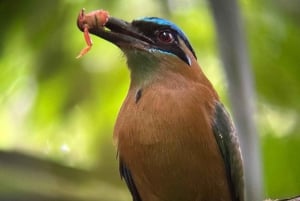Manuel Antonio Nationalpark: Guidet tur og strandtid