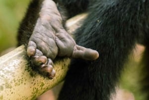 Parque Manuel Antonio: Excursão a pé guiada com um naturalista