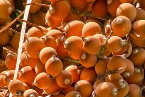 Parque Manuel Antonio: Excursão a pé guiada com um naturalista