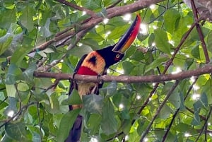 Manuel Antonio Park: Guided Walking Tour with a Naturalist