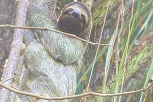 Manuel Antonio Park: Guidad vandring med en naturforskare