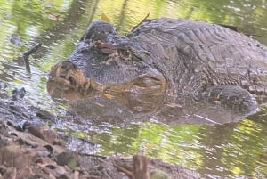 Manuel Antonio Park: Wandeltour met gids en naturalist