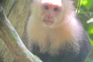 Manuel Antonio Park: Guidet spasertur med en naturforsker