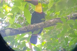 Manuel Antonio Park: Wandeltour met gids en naturalist