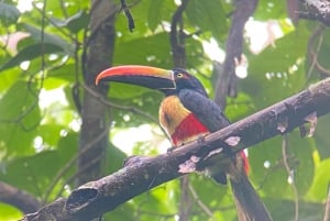 Parque Manuel Antonio: Visita guiada a pie con un naturalista