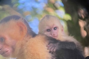 Manuel Antonio Park: Guidad vandring med en naturforskare