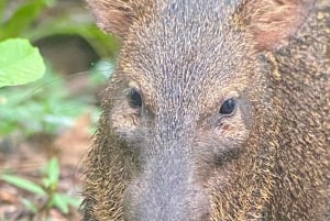 Manuel Antonio Park: Guidet vandretur med en naturforsker