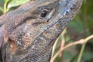 Manuel Antonio Park: Guidet spasertur med en naturforsker