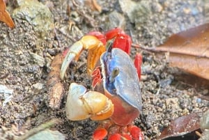 Manuel Antonio Park: Guidet vandretur med en naturforsker