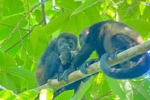 Manuel Antonio Park: Guidet vandretur med en naturforsker