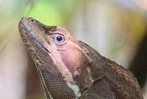 Manuel Antonio Park: Geführter Rundgang mit einem Naturalisten