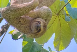 Manuel Antonio Park: Guidet vandretur med en naturforsker