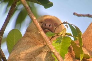 Manuel Antonio Park: Guidad vandring med en naturforskare