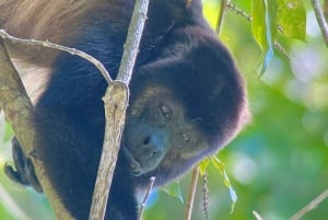 Manuel Antonio Park: Guidet spasertur med en naturforsker