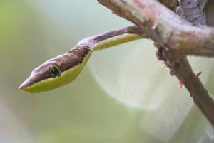 Park Manuel Antonio: Wycieczka z przewodnikiem piesza z przyrodnikiem