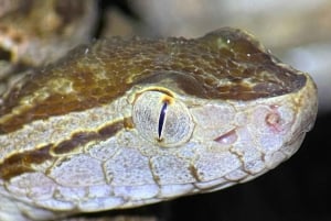 Manuel Antonio Park: Wandeltour met gids en naturalist