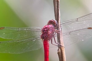 Parc Manuel Antonio : Visite guidée à pied avec un naturaliste