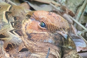 Park Manuel Antonio: Wycieczka z przewodnikiem piesza z przyrodnikiem