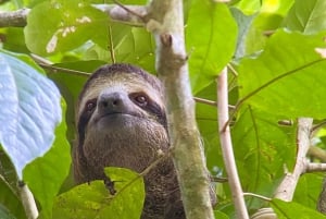 Parc Manuel Antonio : Visite guidée à pied avec un naturaliste