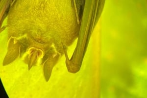 Manuel Antonio Park: Guidad vandring med en naturforskare