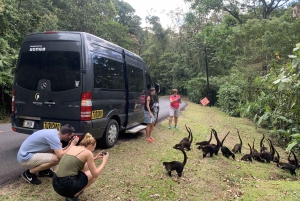 Manuel Antonio or Quepos: Transfer to Monteverde