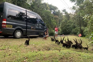 Manuel Antonio or Quepos: Transfer to Monteverde