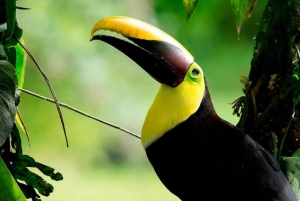 Manuel Antonio: Visita à Ponte e Cascata do Parque Rainmaker