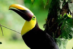 Manuel Antonio: Excursión al Puente y la Cascada del Parque Rainmaker